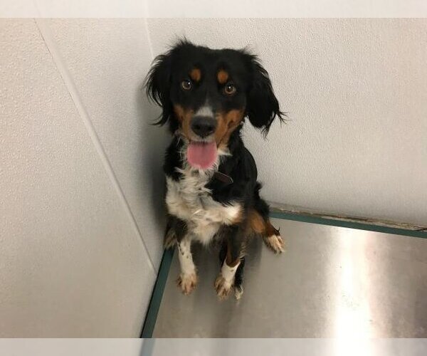Medium Photo #1 Cocker Spaniel-Unknown Mix Puppy For Sale in Lawrence, KS, USA