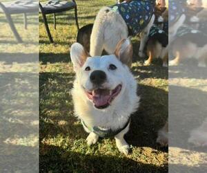 Father of the Pembroke Welsh Corgi puppies born on 03/07/2025