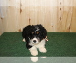 Small Photo #4 Miniature Bernedoodle Puppy For Sale in HORN CREEK, CO, USA