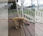 Small Photo #12 English Cream Golden Retriever Puppy For Sale in MECHANICSVILLE, MD, USA