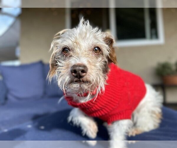 Medium Photo #1 Mutt Puppy For Sale in  Ramona, CA, USA