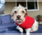 Small Mutt