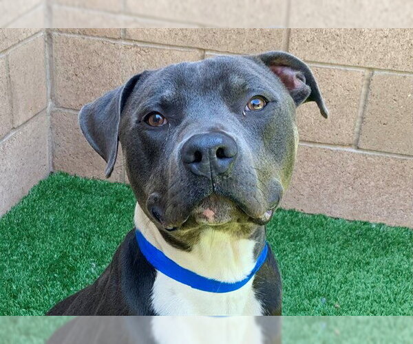 Medium Photo #2 Mutt Puppy For Sale in Moreno Valley, CA, USA