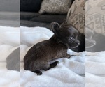 Small Photo #30 Chihuahua Puppy For Sale in SAN ANTONIO, TX, USA