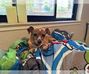 Chihuahua Dogs for adoption in San Martin, CA, USA