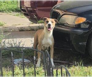 American Staffordshire Terrier-Unknown Mix Dogs for adoption in San Antonio, TX, USA