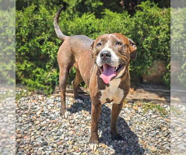 Medium Photo #3 American Staffordshire Terrier Puppy For Sale in Albuquerque, NM, USA