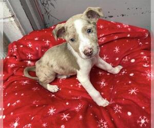 Catahoula Leopard Dog-Unknown Mix Dogs for adoption in Rosenberg, TX, USA