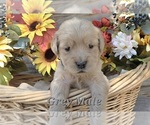 Puppy Grey Paw Male Golden Retriever