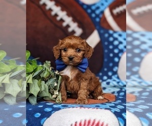 Cavapoo Puppy for sale in QUARRYVILLE, PA, USA