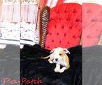 Small Photo #16 Mutt Puppy For Sale in Wakefield, RI, USA
