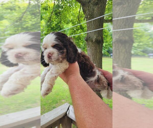 Medium Photo #5 Cocker Spaniel Puppy For Sale in KNOX, IN, USA