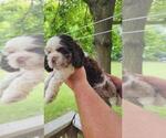Small #4 Cocker Spaniel