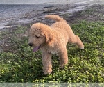 Small Photo #11 Labradoodle Puppy For Sale in CANON, GA, USA
