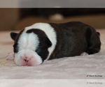 Small #4 Boston Terrier