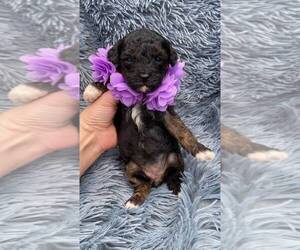 Cavapoo Puppy for sale in CAMPBELLSVILLE, KY, USA