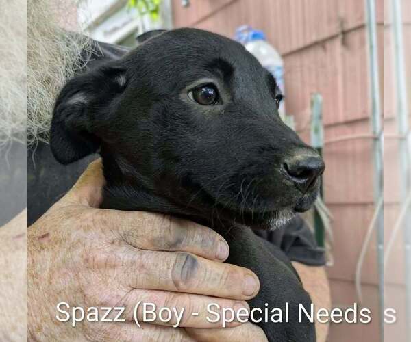 Medium Photo #1 Beago Puppy For Sale in Aurora, IN, USA