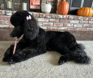 Mother of the Goldendoodle puppies born on 08/09/2025