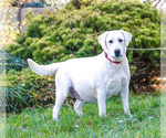 Small Photo #1 Labrador Retriever Puppy For Sale in SYRACUSE, IN, USA