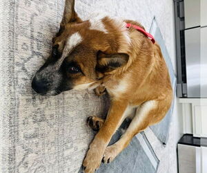 German Shepherd Dog-Unknown Mix Dogs for adoption in Princeton, MN, USA