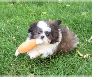 Shih Tzu Puppy for Sale in SYRACUSE, Indiana USA