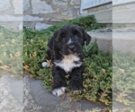 Small Photo #17 Tibetan Terrier Puppy For Sale in WATERLOO, NY, USA