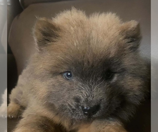 Medium Photo #3 Chow Chow Puppy For Sale in EFFINGHAM, SC, USA