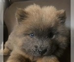 Small #2 Chow Chow