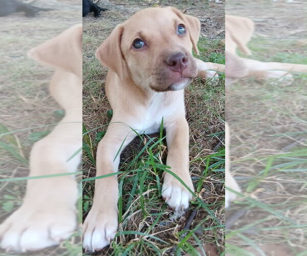 Medium Photo #2 Labrador Retriever-Unknown Mix Puppy For Sale in Springdale, PA, USA