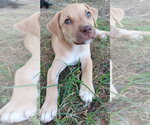 Small #1 Labrador Retriever Mix