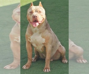 Father of the American Bully puppies born on 10/26/2020