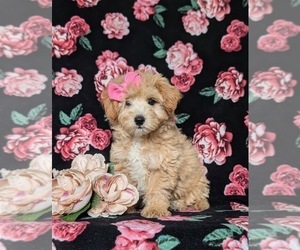 Maltipoo Puppy for sale in LEOLA, PA, USA