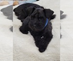 Small Schnauzer (Miniature)