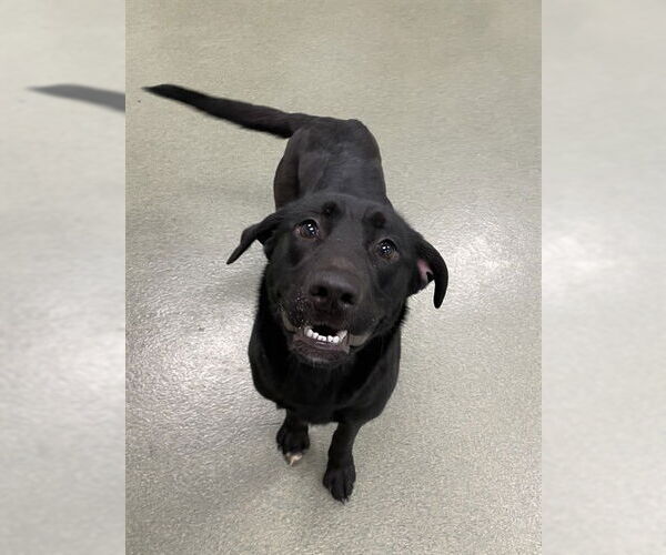 Medium Photo #3 Labrador Retriever-Unknown Mix Puppy For Sale in Lee's Summit, MO, USA