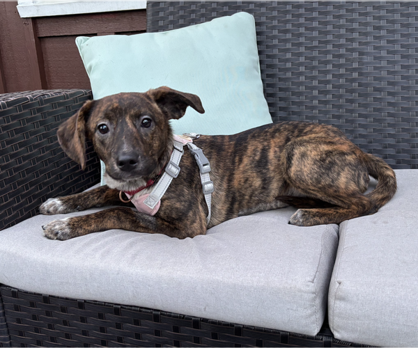 Medium Photo #2 Mutt Puppy For Sale in Candler, NC, USA