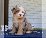 Small #1 Bernedoodle (Miniature)