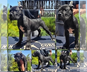 Cane Corso Puppy for sale in WILDOMAR, CA, USA