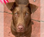 Small #12 Labrador Retriever Mix