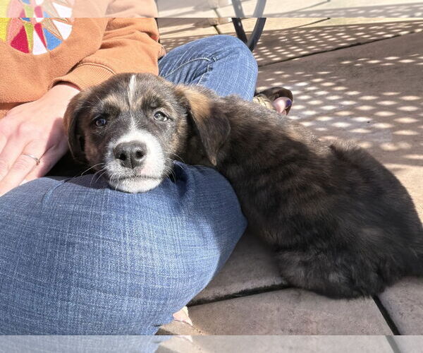 Medium Photo #2 Mutt Puppy For Sale in San Diego, CA, USA