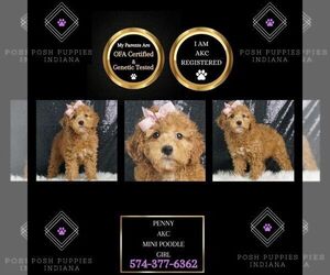 Poodle (Miniature) Puppy for sale in WARSAW, IN, USA