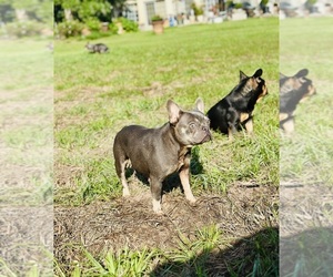 French Bulldog Puppy for sale in HEMPSTEAD, TX, USA