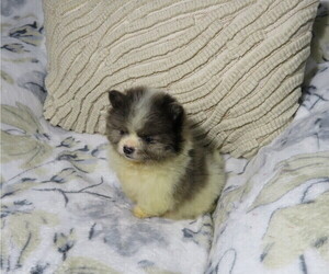 Pomeranian Puppy for Sale in COOKEVILLE, Tennessee USA