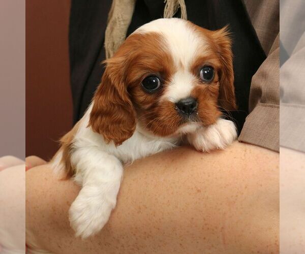 Medium Photo #3 Cavalier King Charles Spaniel Puppy For Sale in EPHRATA, PA, USA