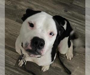 American Staffordshire Terrier-Unknown Mix Dogs for adoption in San Antonio, TX, USA