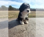 Small #5 Sheepadoodle