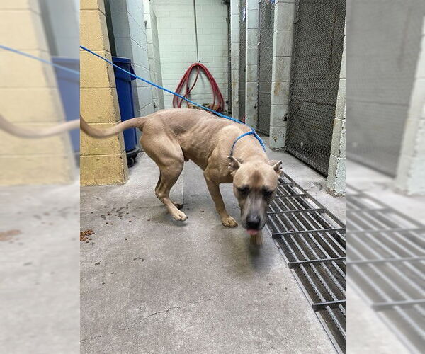 Medium Photo #1 Mutt Puppy For Sale in Stockton, CA, USA