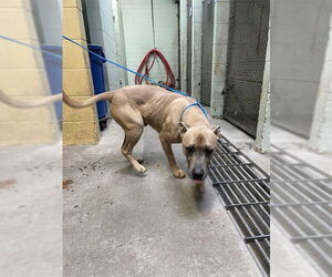 Mutt Dogs for adoption in Stockton, CA, USA