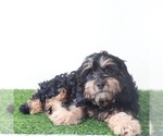 Small #2 Cavapoo (Miniature)