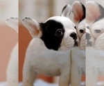 Small Photo #7 French Bulldog Puppy For Sale in STATEN ISLAND, NY, USA