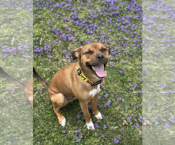 Medium Photo #1 Boxer-Unknown Mix Puppy For Sale in Holly Springs, NC, USA